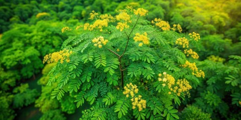 Naklejka premium Aerial view of moringa tree in full bloom with bright green leaves and small yellow flowers amidst a lush green background, foliage, leafy greens