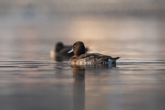 The Tufted Duck (Aythya fuligula) is a medium-sized diving duck with black-and-white plumage, a distinctive head tuft, and yellow eyes. It inhabits freshwater lakes across Eurasia.