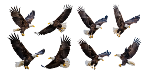 Majestic Bald Eagle in Flight Collection