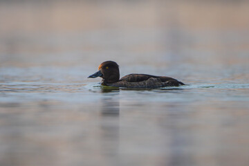 The Tufted Duck (Aythya fuligula) is a medium-sized diving duck with black-and-white plumage, a distinctive head tuft, and yellow eyes. It inhabits freshwater lakes across Eurasia.