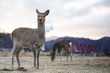 Kamaishi, Iwate, Japan. Roe deer (Capreolus capreolus) in dry grass looking at the camera. A beautiful female roebuck is eating dry grass on the side of the road. Winter background in Japan.