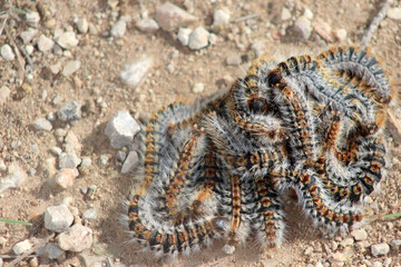 The dangerous pine caterpillar processionary (Thaumetopoea pityocampa)