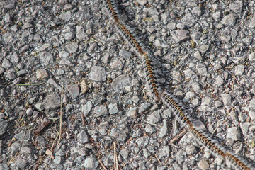 Pine processionary larvae forming a line in the street. Concept of public danger or danger to pets.