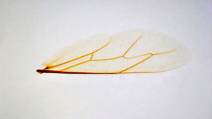 Close-up of intricate insect wing under a microscope. Detail, beauty of nature. Entomology,...