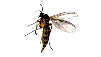 Midge under a microscope. Study of insects closeup. Mosquito close-up. Isolated White background.