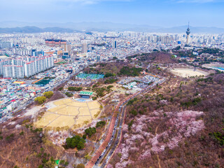 벚꽃이 만개한 대구시 두류공원의 봄풍경
