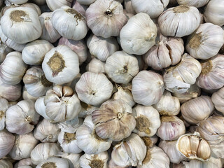 Garlic (Allium sativum) 