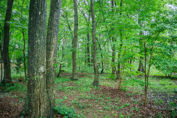 雨の深い森　自然の山道の風景　新緑の緑と雨に濡れて鮮やかな色の木の葉　アウトドア・キャンプ・山登りの背景