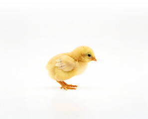 Obraz premium baby chicken on a white background