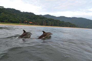 Two dolphins swimming in the ocean