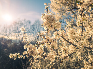 spring white blooming tree