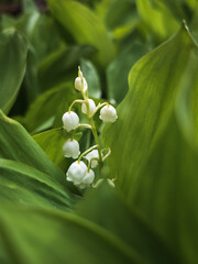 a macro shot of a lily of the valley