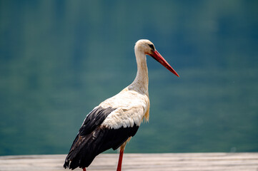 the white stork
