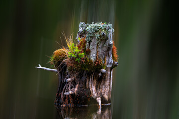 the tree trunk in the water