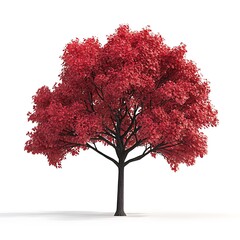 Red maple tree isolated on white background.