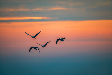 seagulls in flight on epic clouds and color