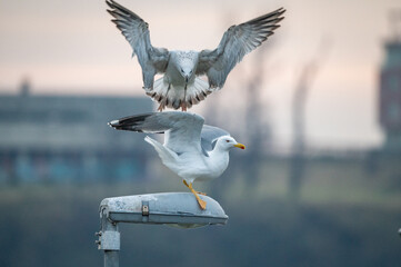 Seagulls fighting for a spot