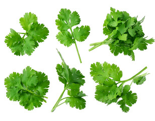 Top view set of fresh green coriander or Chinese parsley leaves is  isolated on transparent background