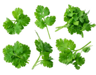 Top view set of fresh green coriander or Chinese parsley leaves is  isolated on transparent background