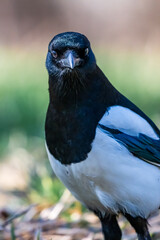 А magpie posing for an awesome shot