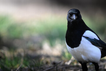 А magpie posing for an awesome shot