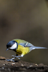 A tit bird landing on the ground