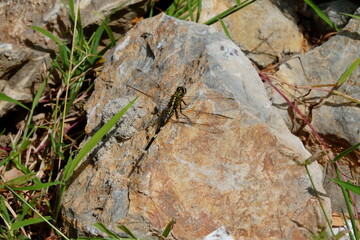 dragonfly on the rock under natural sunlight