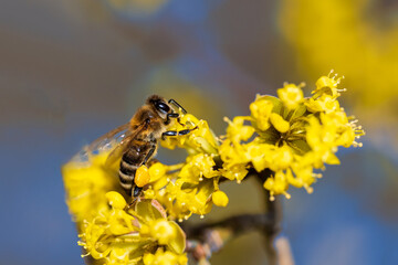 A bee gathering honey from a blooming cornel tree 
