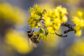 A bee gathering honey from a blooming cornel tree 