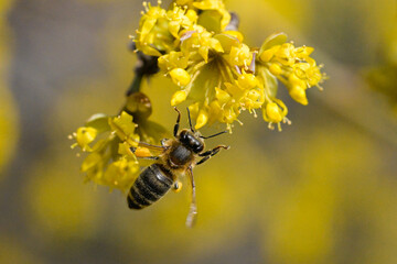 A bee gathering honey from a blooming cornel tree 