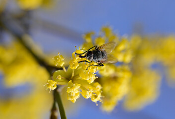 A macro shot of a fly on a blooming cornel tree 