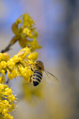 A bee gathering honey from a blooming cornel tree 