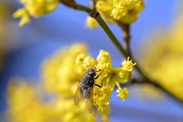 A macro shot of a fly on a blooming cornel tree 
