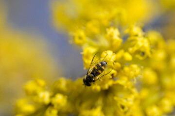 A bee gathering honey from a blooming cornel tree 