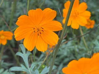 Tithonia orange flower, wildflower photography, close up
