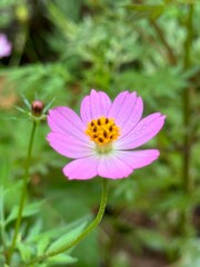 Obraz premium pink tithonia wildflower