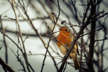 robin on a branch
