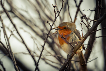 robin on a branch