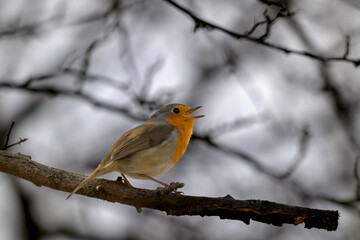 robin on a branch