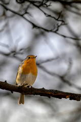 robin on a branch