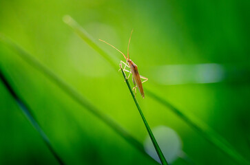 A macro shot of an insect on the grass