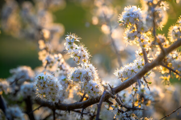 Spring time yellow flowers on the tree