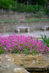 flowers in the garden