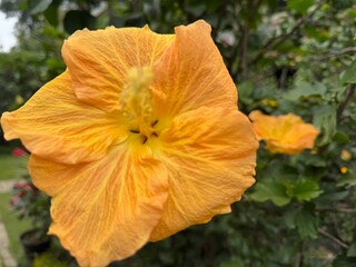 yellow hibiscus flower, close up picture, botanical and floral