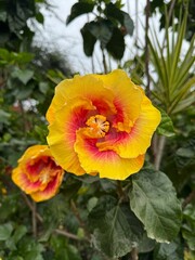 yellow and pink hibiscus flower, close up picture, botanical and floral