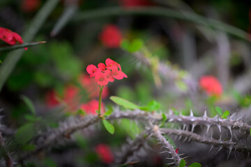 A macro shot of a red flower in the garden