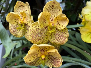 yellow dotted orchid flower