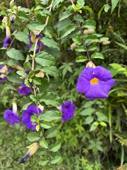 Fototapeta premium purple bell flowers close up picture, flower photography