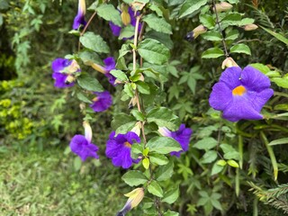purple bell flowers close up picture, flower photography