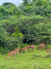spotted deers eating grass in the forest
